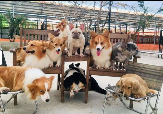 Puppy Farm